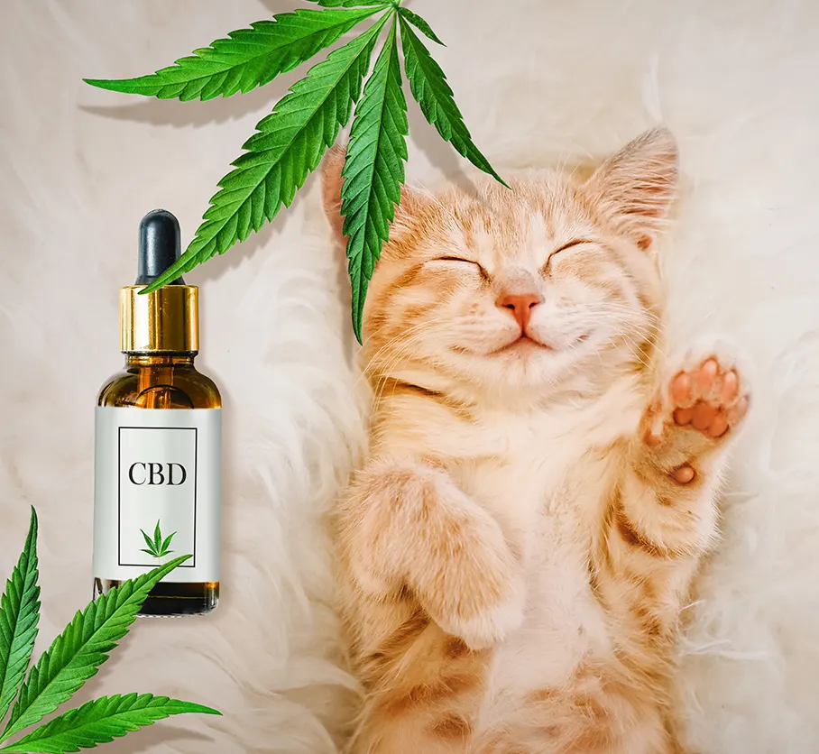 CBD ANIMAUX 1