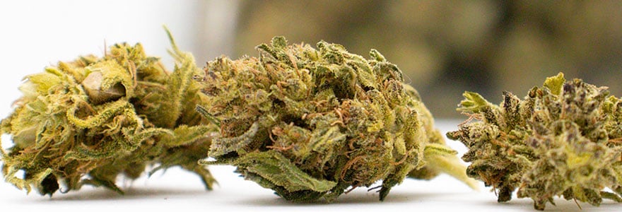 CBD Mango Kush