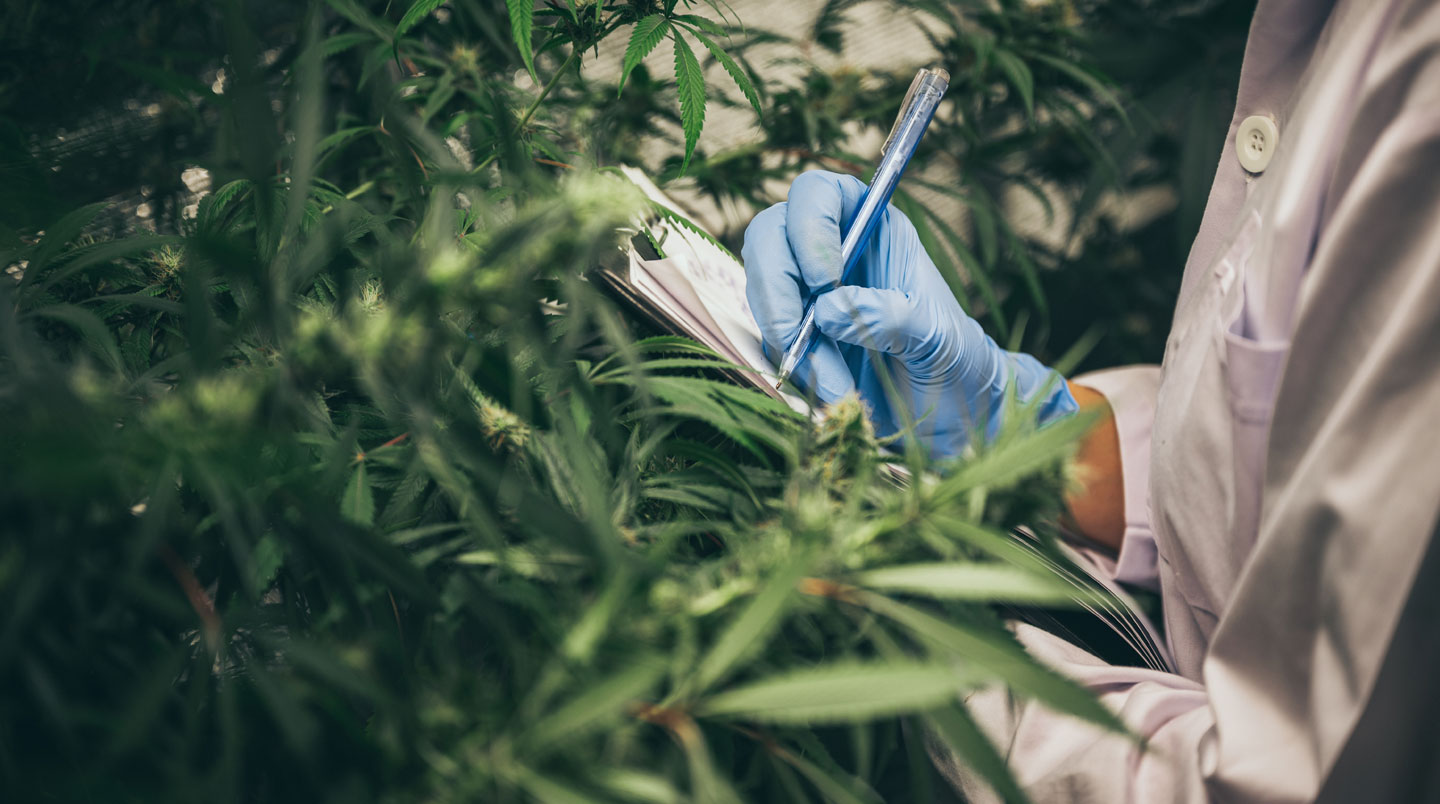 Gros plan d'un certificat d'analyse de laboratoire posé sur surface blanche montrant un tableau de profil cannabinoïde avec pourcentages et date de test