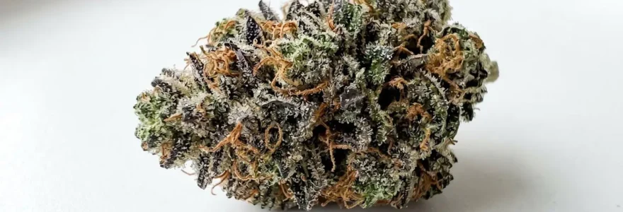 Gros plan macro d'une fleur de CBD séchée montrant des trichomes cristallins denses recouvrant les calices verts et violets avec pistils orange visibles